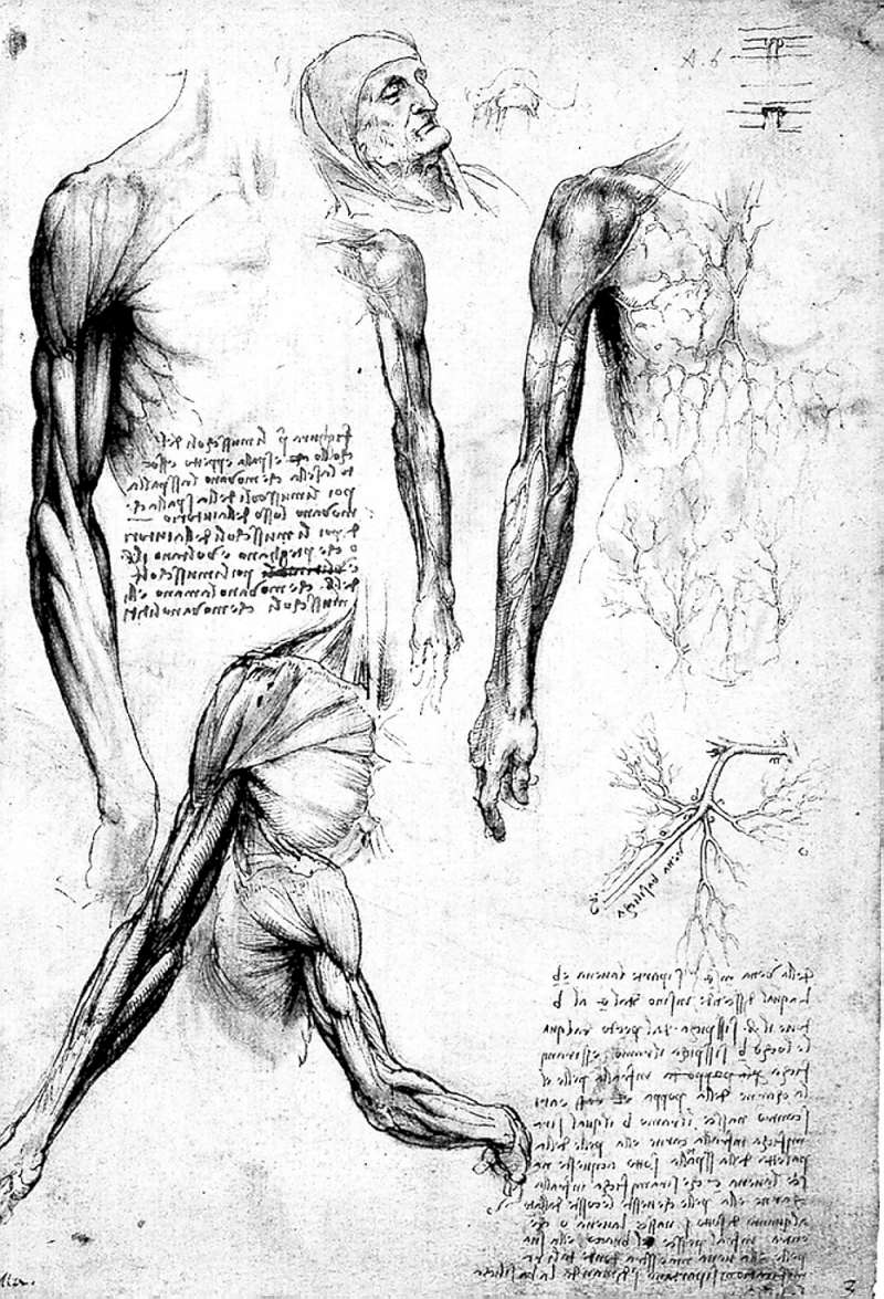 20190304-達文西對於人體構造與肌肉有很專精的研究。（圖/商周提供）