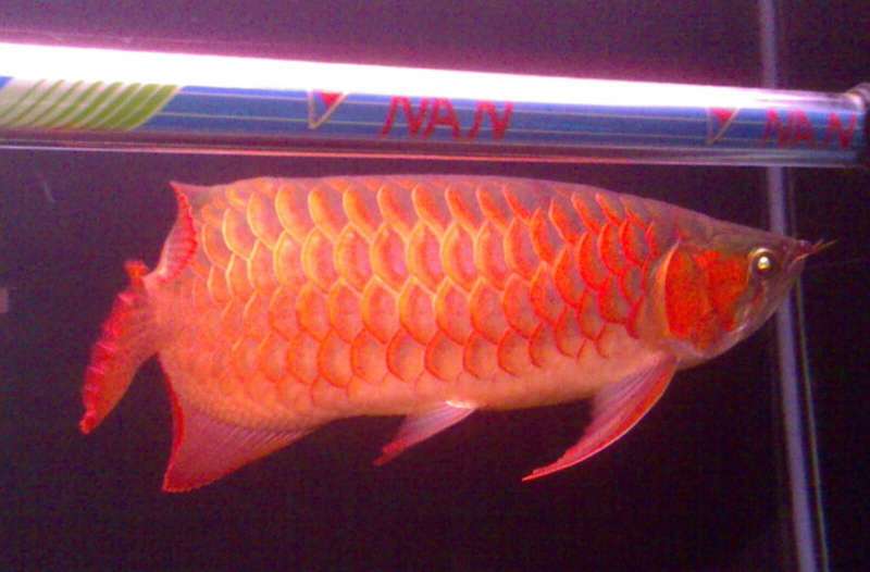 同樣在國產恐怖遊戲《還願》中具有象徵意義的紅龍魚(圖/百度百科) 同樣在國產恐怖遊戲《還願》中具有象徵意義的紅龍魚(圖/百度百科)