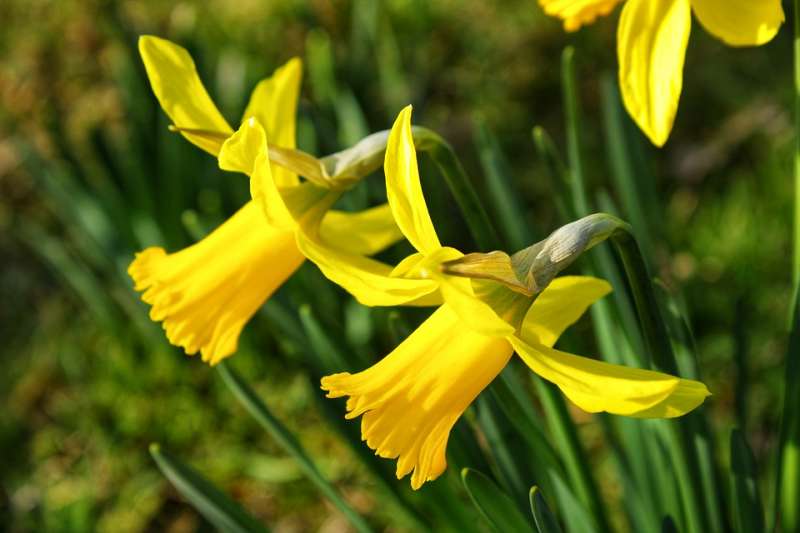 水仙花的英文和故事的主角一樣，都叫做Narcissus。（圖片取自Pixabay）