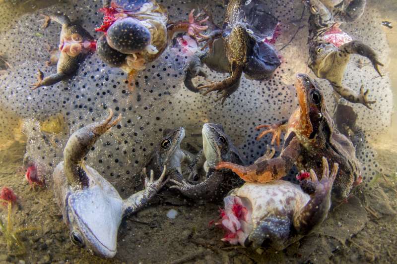 2019年世界新聞攝影大賽(WPP),〈收割青蛙〉(Harvesting Frogs)榮獲「自然類─單幅首獎」(AP) 2019年世界新聞攝影大賽(WPP),〈收割青蛙〉(Harvesting Frogs)榮獲「自然類─單幅首獎」(AP)