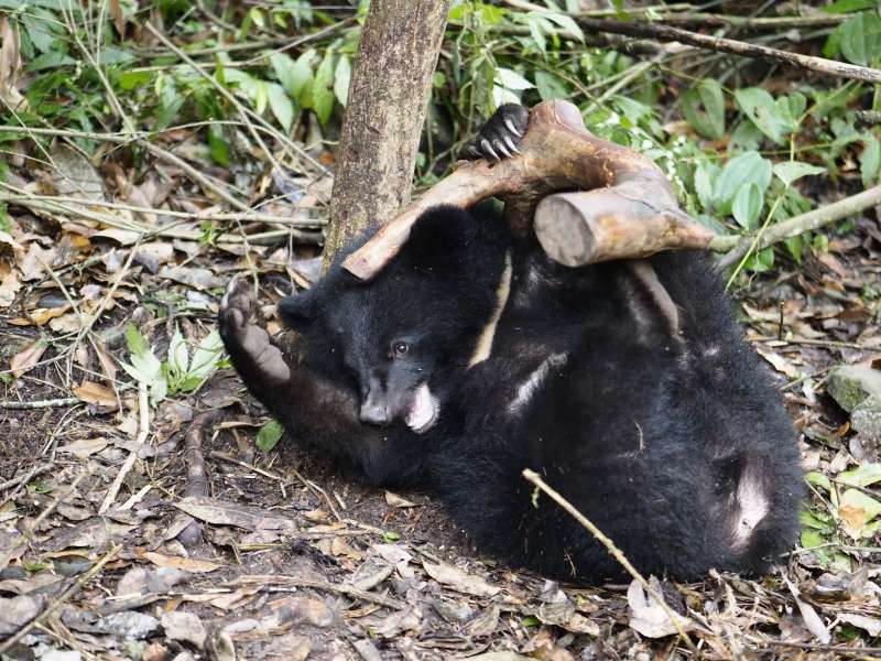 20190423_「南安小熊妹」在野訓場玩枯木。台灣黑熊。（台灣黑熊保育協會提供）