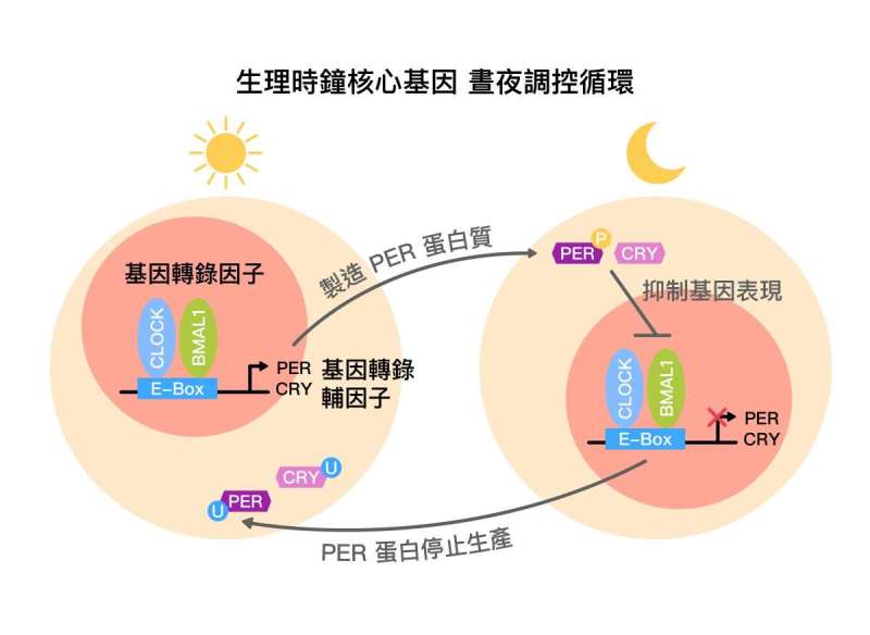 生理時鐘核心基因,晝夜調控循環示意圖 (core circadian feedback loop) 。(圖/研之有物) 生理時鐘核心基因,晝夜調控循環示意圖 (core circadian feedback loop) 。(圖/研之有物)