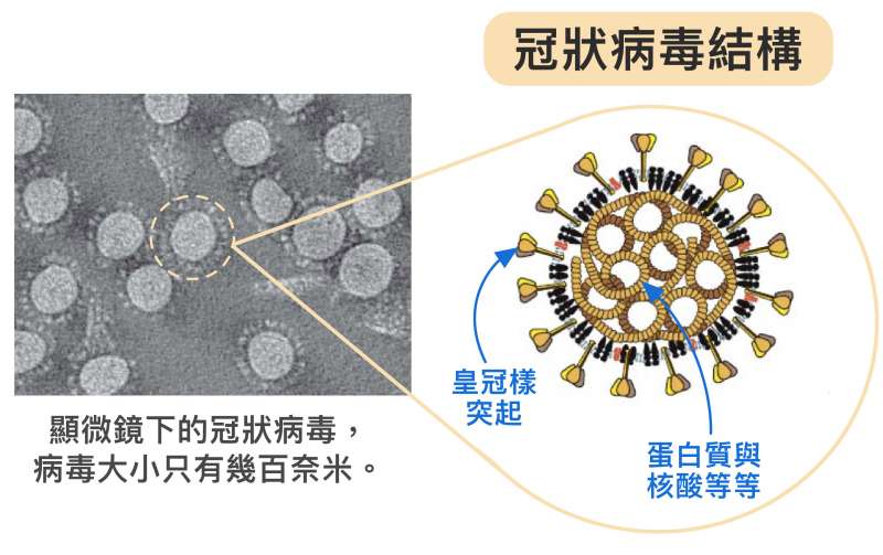 冠狀病毒體型不但非常微小，只有幾百奈米，外表為薄殼，具有特殊皇冠樣突起，內部中空，裝著密度高的蛋白質、基因等。病毒藉由宛如超迷你戰艦的構造，將蛋白質、核酸送入人體並綁架細胞。要是將病毒的成分拆解、變成單一的核酸或蛋白質等，威力不會這麼強大（圖／研之有物）