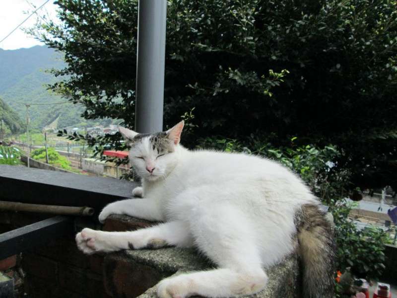 午後猴硐的貓咪悠閒地曬太陽(圖/蔡佳妘攝) 午後猴硐的貓咪悠閒地曬太陽(圖/蔡佳妘攝)