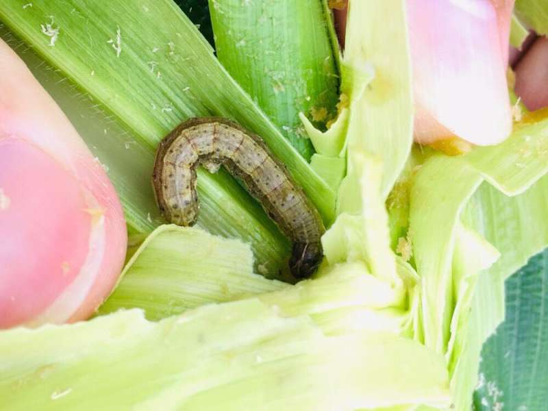 邱行軍蟲必須提早噴藥防治,才能有效防範不會出現大規模發生。(圖/臺中市政府農業局提供) 邱行軍蟲必須提早噴藥防治,才能有效防範不會出現大規模發生。(圖/臺中市政府農業局提供)