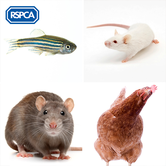 英國皇家防止虐待動物協會(RSPCA)成立195年,致力推動動物福利法規,此為常見的實驗動物。(取字RSPCA粉絲專頁) 英國皇家防止虐待動物協會(RSPCA)成立195年,致力推動動物福利法規,此為常見的實驗動物。(取字RSPCA粉絲專頁)