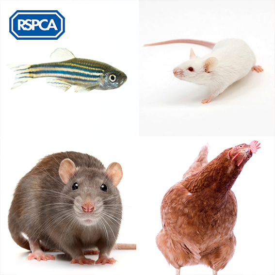 英國皇家防止虐待動物協會（RSPCA）成立195年，致力推動動物福利法規，此為常見的實驗動物。（取字RSPCA粉絲專頁）