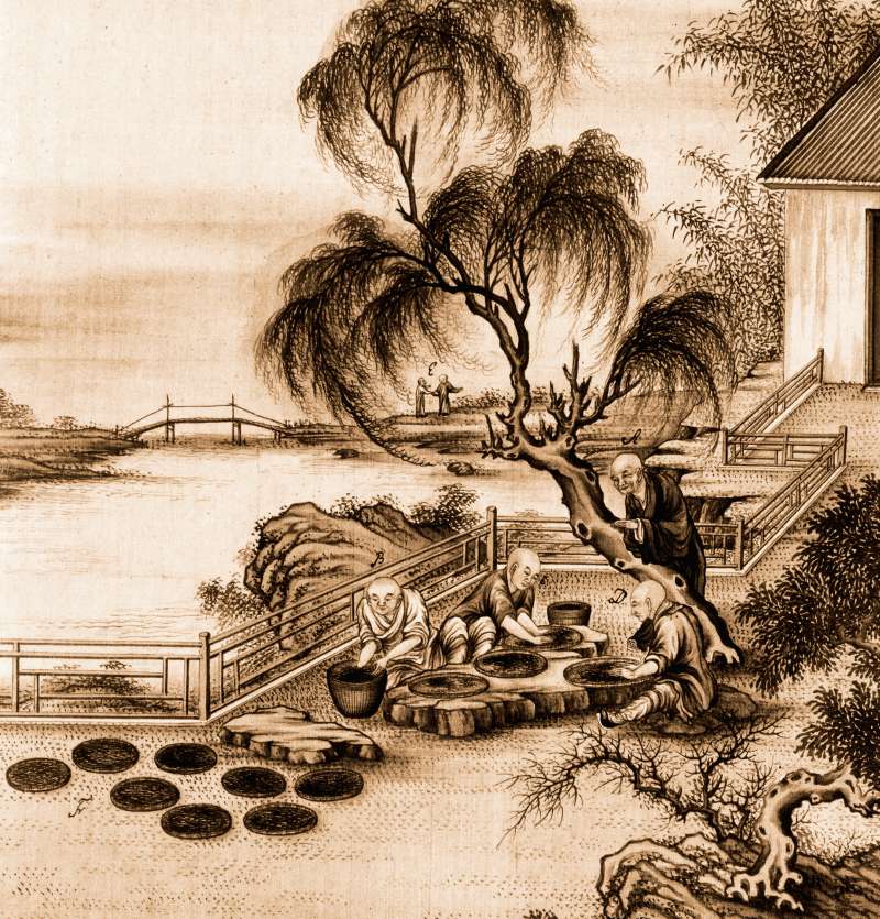 烏龍茶。(取自視覺中國) 烏龍茶。(取自視覺中國)