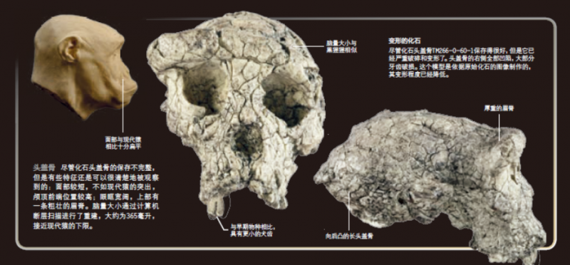 圖邁的頭骨:枕骨大孔位於顱骨下方,表明頭骨垂直位於脊柱上,顯示他已能直立行走。(新華社) 圖邁的頭骨:枕骨大孔位於顱骨下方,表明頭骨垂直位於脊柱上,顯示他已能直立行走。(新華社)