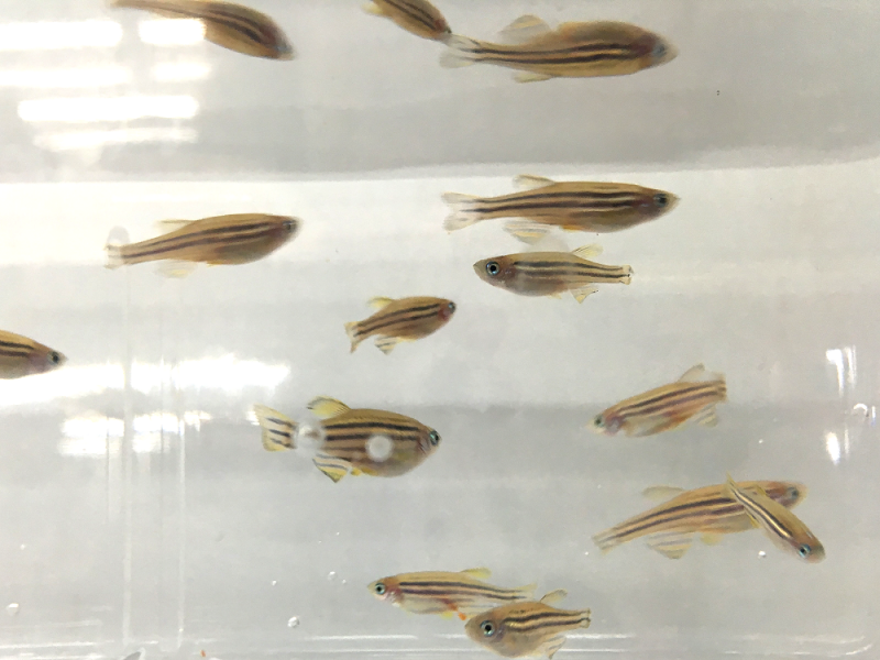 找找看,能發現失去再生能力的基因突變斑馬魚嗎?小提示:注意尾鰭。(圖/張語辰攝) 找找看,能發現失去再生能力的基因突變斑馬魚嗎?小提示:注意尾鰭。(圖/張語辰攝)