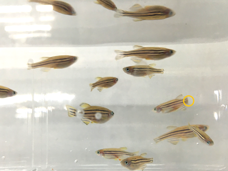 陳振輝指著尾鰭明顯少掉四分之一(黃圈處)的斑馬魚說:「這隻是尾鰭截斷之後,無法再生的魚。」(圖/張語辰攝) 陳振輝指著尾鰭明顯少掉四分之一(黃圈處)的斑馬魚說:「這隻是尾鰭截斷之後,無法再生的魚。」(圖/張語辰攝)
