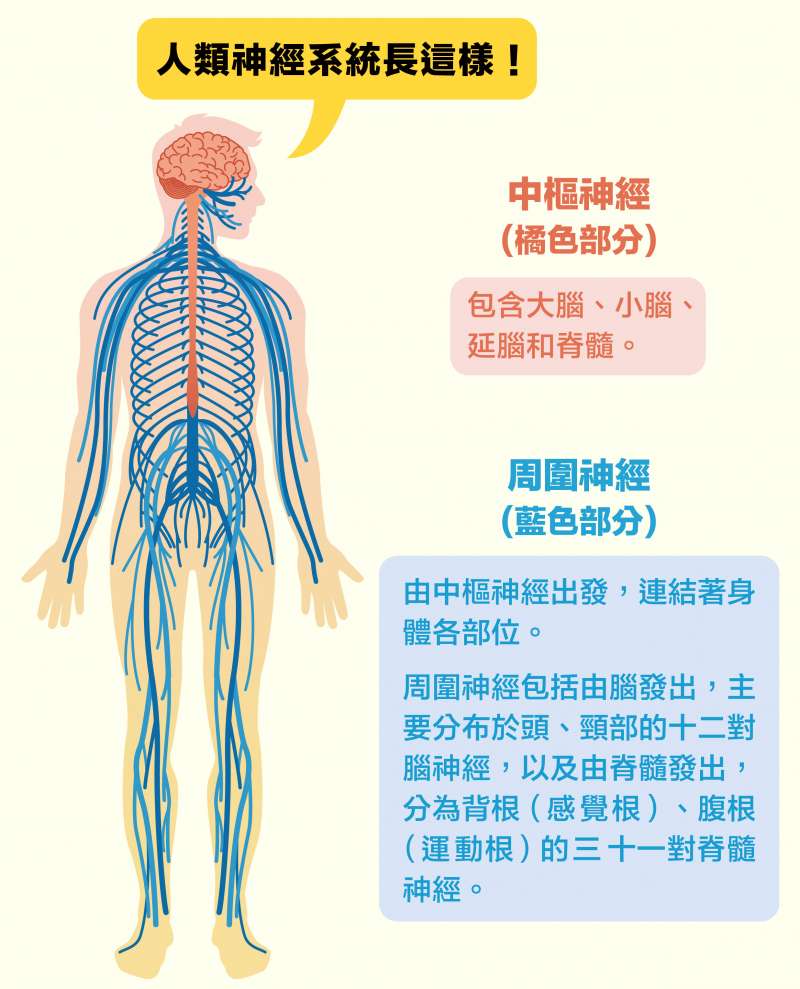 人類神經系統示意圖。(圖說設計/黃曉君、林洵安) 人類神經系統示意圖。(圖說設計/黃曉君、林洵安)