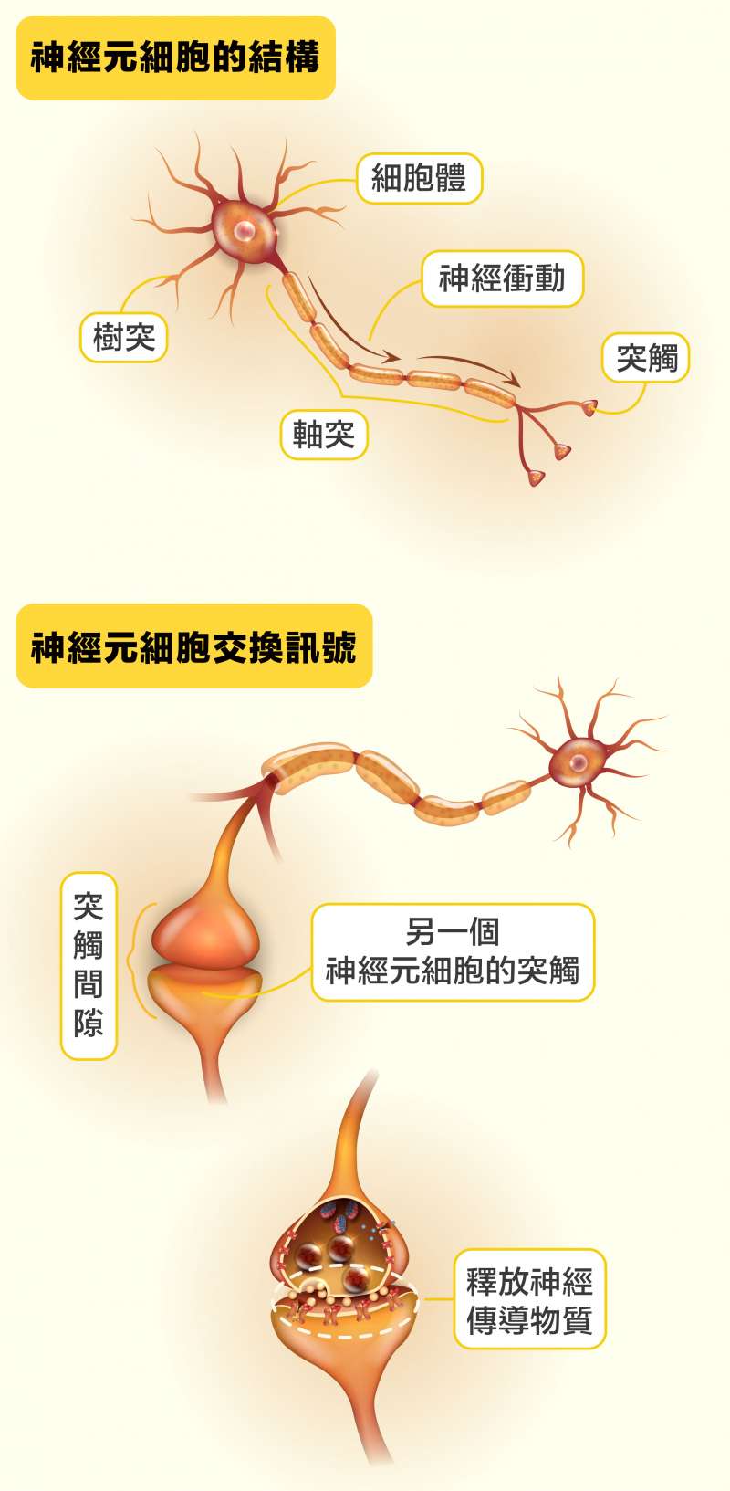 第一個神經元細胞將神經衝動傳到軸突末端的突觸，然後釋放神經傳導物質到下一個神經元細胞的樹突突觸，藉此將神經衝動傳給下一個神經元，就這樣把訊息接力傳到目的地。(圖說設計/黃曉君、林洵安)