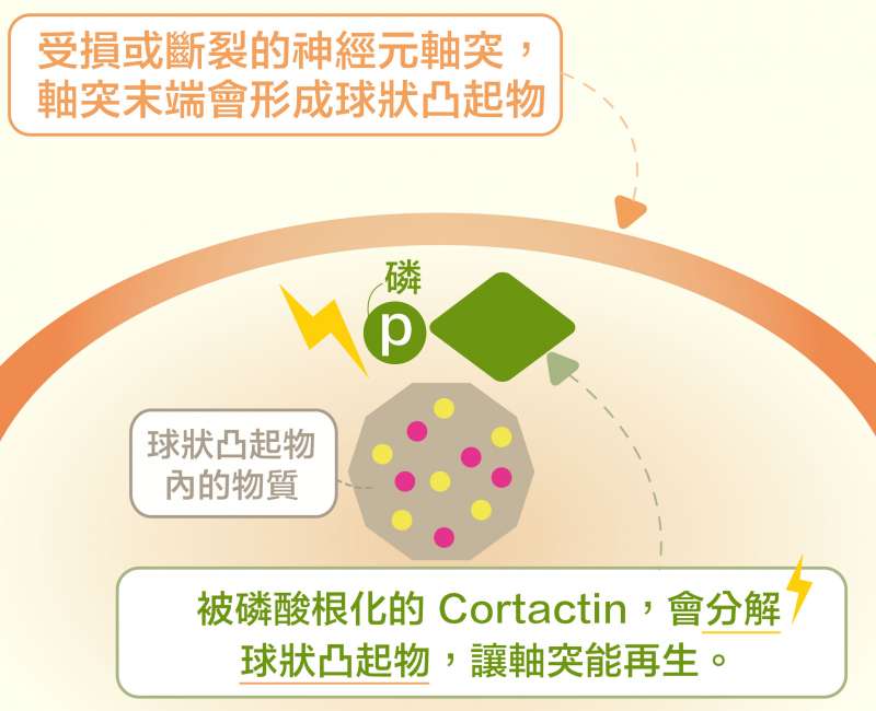 當 Cortactin 被磷酸根化,就會促使軸突末端的球狀凸起物分解,讓斷裂的軸突可以重新生長。(圖說重製/黃曉君、林洵安) 當 Cortactin 被磷酸根化,就會促使軸突末端的球狀凸起物分解,讓斷裂的軸突可以重新生長。(圖說重製/黃曉君、林洵安)