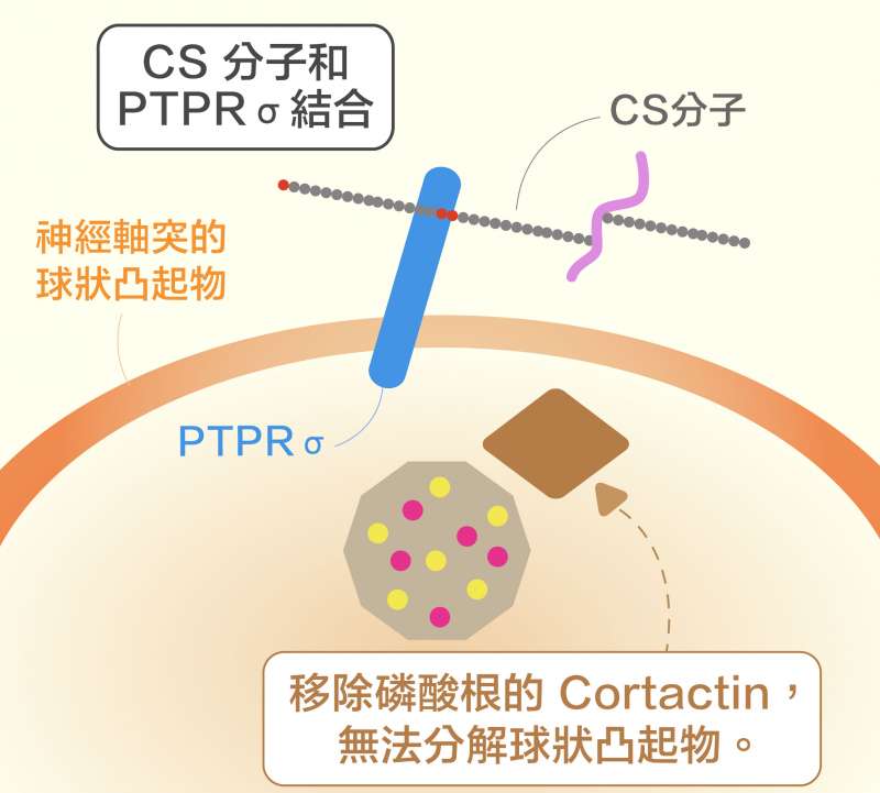 第一個新發現: CS 分子結合受器 PTPRσ,會移除 Cortactin 的磷酸根,阻礙神經元軸突再生。(圖說重製/黃曉君、林洵安) 第一個新發現: CS 分子結合受器 PTPRσ,會移除 Cortactin 的磷酸根,阻礙神經元軸突再生。(圖說重製/黃曉君、林洵安)