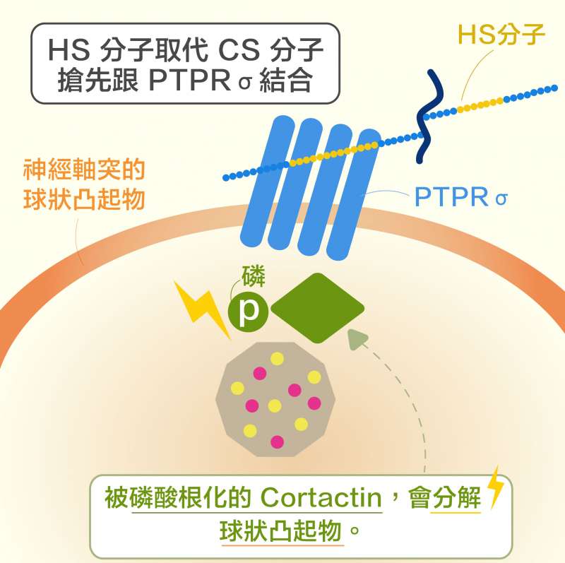 第二個新發現：HS 分子取代 CS 分子，搶先與 PTPRσ 結合， 讓 Cortactin 又可被磷酸根化， 使神經軸突順利再生。(圖說重製/黃曉君、林洵安)