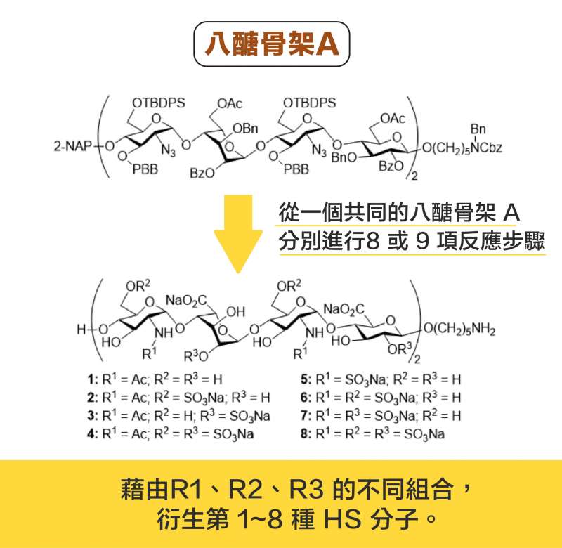 從一個共同的八醣骨架 A ,分別進行 8或 9 項反應步驟,可以衍生出 8 種 HS 分子。(圖說設計/黃曉君、林洵安) 從一個共同的八醣骨架 A ,分別進行 8或 9 項反應步驟,可以衍生出 8 種 HS 分子。(圖說設計/黃曉君、林洵安)