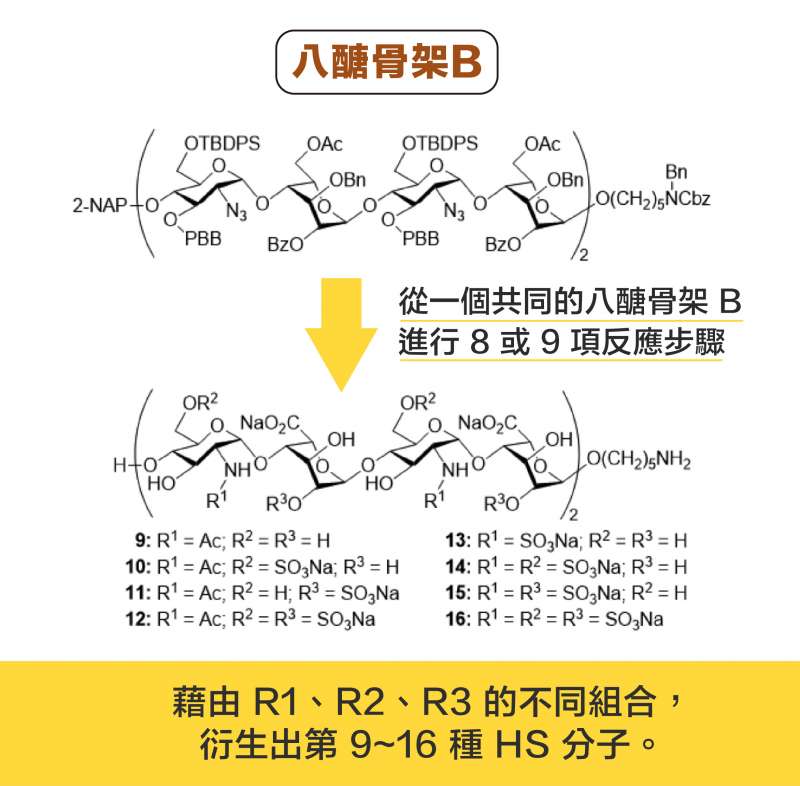 從一個共同的八醣骨架 B ,分別進行 8或 9 項反應步驟,可以衍生出 8 種 HS 分子。(圖說設計/黃曉君、林洵安) 從一個共同的八醣骨架 B ,分別進行 8或 9 項反應步驟,可以衍生出 8 種 HS 分子。(圖說設計/黃曉君、林洵安)