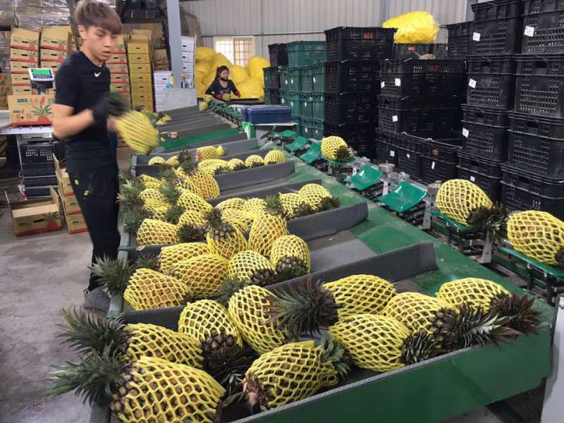 鳳梨是高雄外銷量最多的水果。(翻攝自吳芳銘臉書) 鳳梨是高雄外銷量最多的水果。(翻攝自吳芳銘臉書)