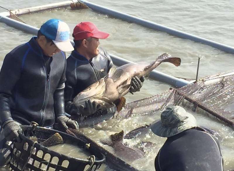 高雄市永安區石斑魚外銷收成作業。（圖／海洋局提供）