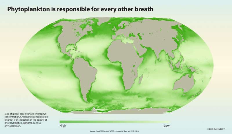 浮游生物關乎地球上所有生命的氧氣來源。圖為全球海域的葉綠素濃度分布,(圖/聯合國環境規劃署GRID-Arendal) 浮游生物關乎地球上所有生命的氧氣來源。圖為全球海域的葉綠素濃度分布,(圖/聯合國環境規劃署GRID-Arendal)