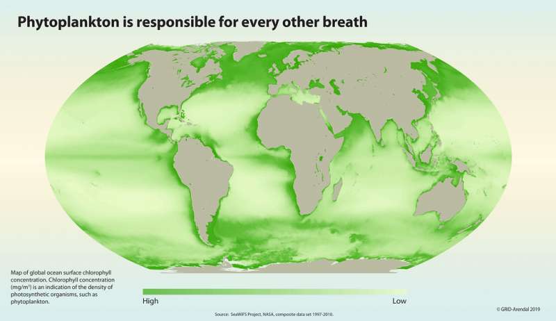 浮游生物關乎地球上所有生命的氧氣來源。圖為全球海域的葉綠素濃度分布，(圖/聯合國環境規劃署GRID-Arendal)