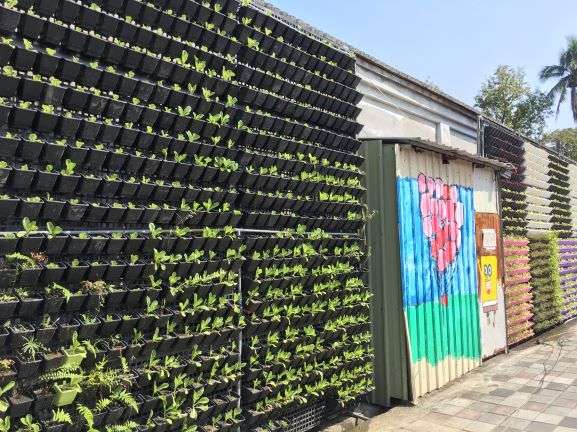 旗山糖廠社區 打造可食地景植生綠牆用於社區共餐 減少食材運送所造成的碳排放。(圖/徐炳文攝)