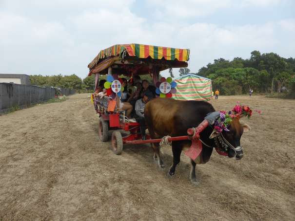 甘蔗季規劃「坐牛車遊蔗園」活動。（圖／徐炳文攝）