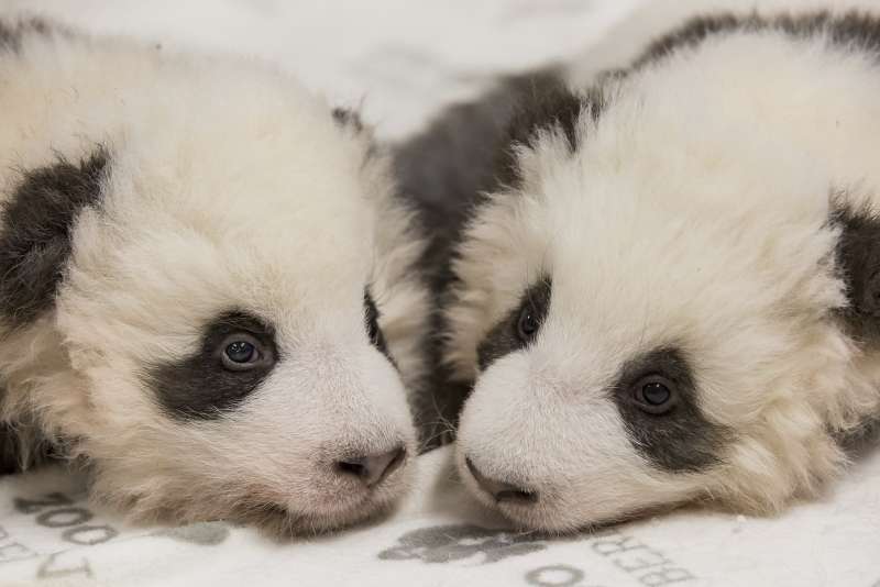 澳洲雪梨動物園開張引發討論，支持動物園的意見認為，動物園具有生命教育、環境教育及保育功能。（AP）