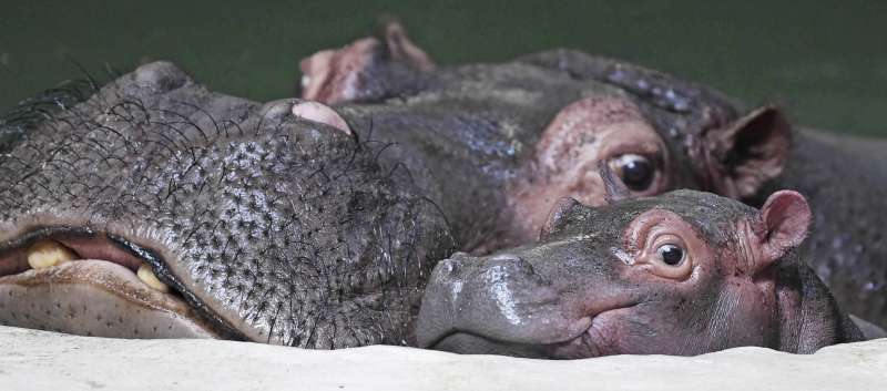 澳洲雪梨動物園開張引發討論,支持動物園的意見認為,動物園具有生命教育、環境教育及保育功能。(AP) 澳洲雪梨動物園開張引發討論,支持動物園的意見認為,動物園具有生命教育、環境教育及保育功能。(AP)