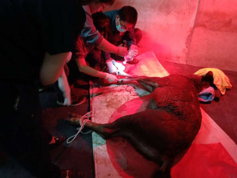 私設獸鋏獵捕野生動物,最高可處5年有期徒刑。(圖/徐炳文攝) 私設獸鋏獵捕野生動物,最高可處5年有期徒刑。(圖/徐炳文攝)