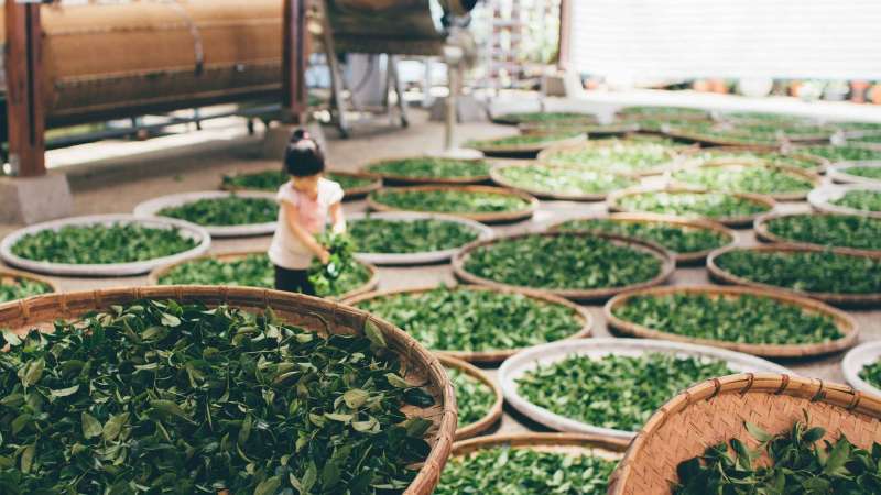 20200221-茶葉,茶,收成。示意圖。(資料照,取自pixabay) 20200221-茶葉,茶,收成。示意圖。(資料照,取自pixabay)