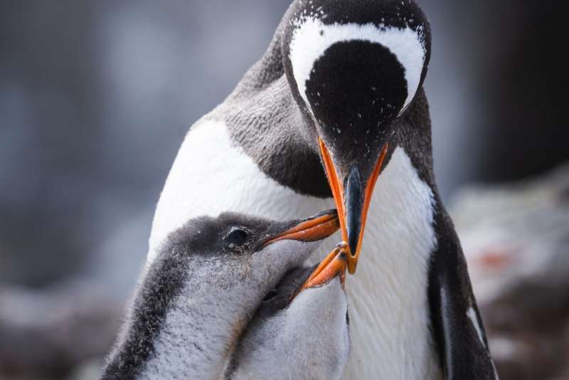06-penguins 06-penguins
