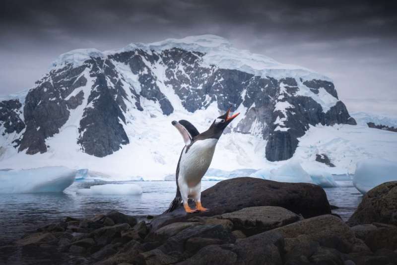 08-penguins 08-penguins