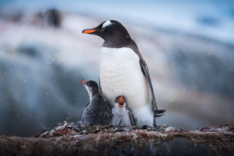 10-penguins 10-penguins