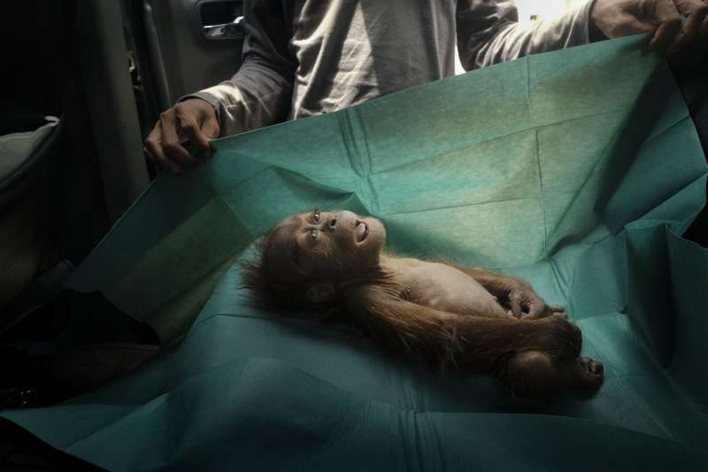2020世界新聞攝影大賽,Alain Schroeder所攝的蘇門答臘猩猩遺體照〈最後的訣別〉獲「自然生態類-單圖」一等獎。(AP) 2020世界新聞攝影大賽,Alain Schroeder所攝的蘇門答臘猩猩遺體照〈最後的訣別〉獲「自然生態類-單圖」一等獎。(AP)