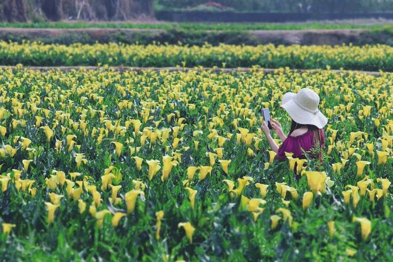 外埔海芋田的花是金黃色的，與陽明山海芋不同。（圖/IG@3more_hi4）