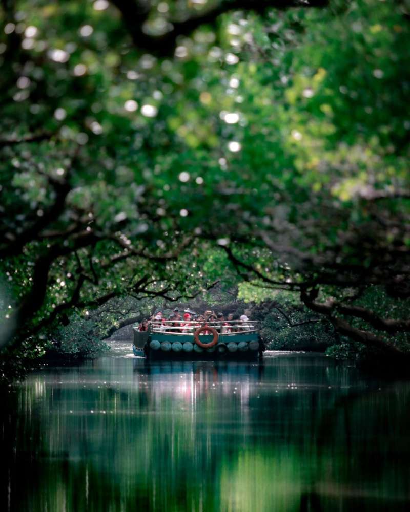 四草綠色隧道幽靜的氣氛和綠意盎然的紅樹林景觀。(IG@allenlo0809授權提供) 四草綠色隧道幽靜的氣氛和綠意盎然的紅樹林景觀。(IG@allenlo0809授權提供)