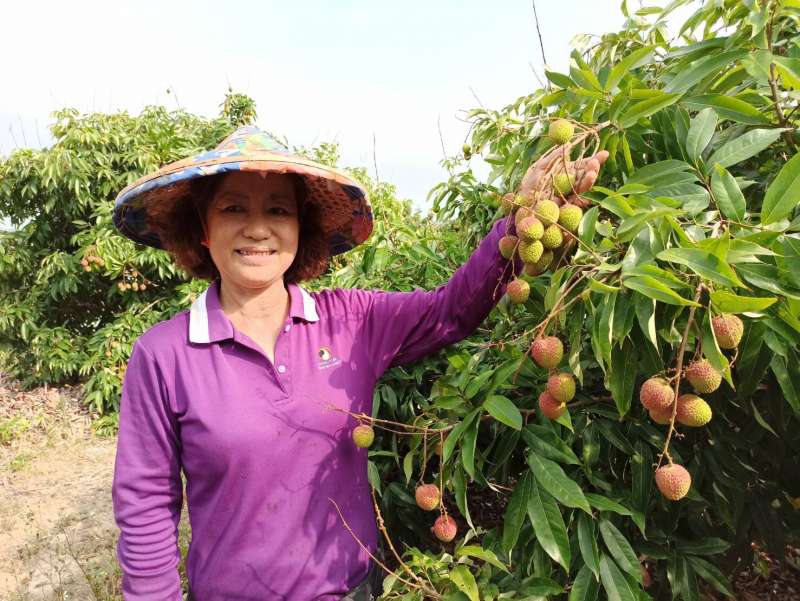 玉荷包盛產季來臨，農民笑容掛臉上，大樹荔枝拍賣業務將在「大樹鳳荔園區」開市，農業局歡迎農民與販運商踴躍進場交易。（圖/高市農業局提供）