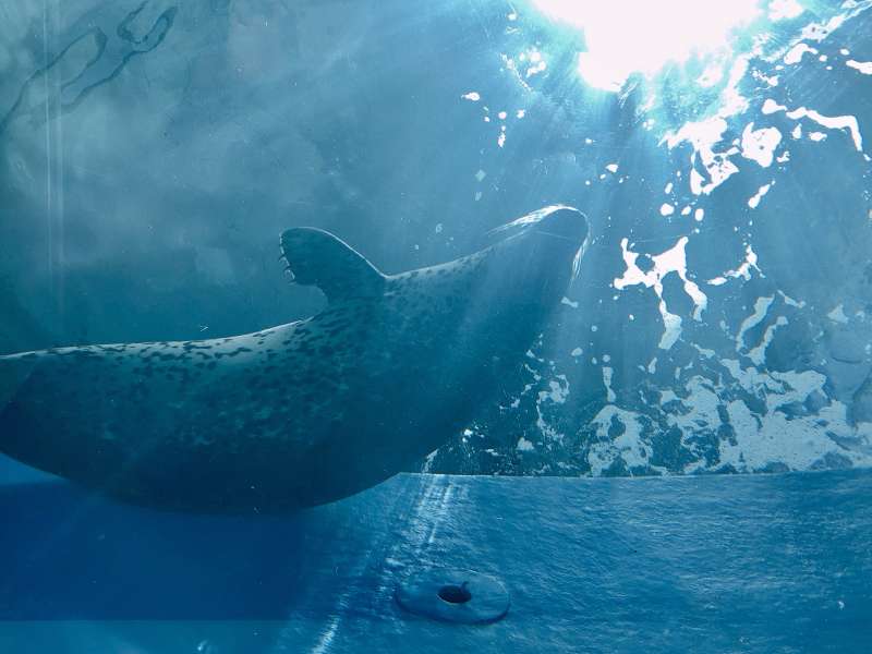台灣首座X-park八景島水族館即將開幕。(記者林彥呈攝) 台灣首座X-park八景島水族館即將開幕。(記者林彥呈攝)