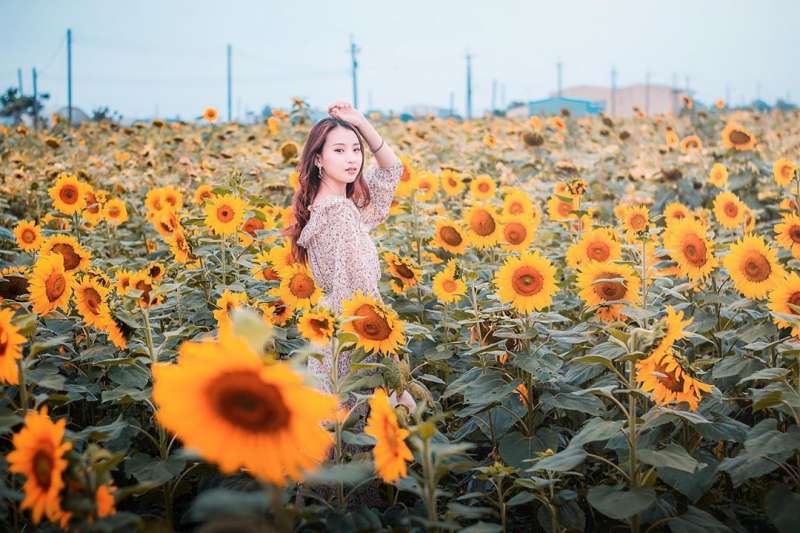 向日葵花海景點推薦-姑爺里向日葵花海。 (圖/yu_fen0926, Instagram) 向日葵花海景點推薦-姑爺里向日葵花海。 (圖/yu_fen0926, Instagram)