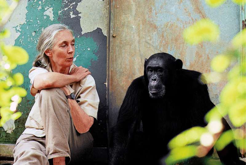 當今最重要的靈長類動物學家之一珍古德博士榮獲唐獎永續發展獎 (照片由 Michael Neugebauer提供) 當今最重要的靈長類動物學家之一珍古德博士榮獲唐獎永續發展獎 (照片由 Michael Neugebauer提供)
