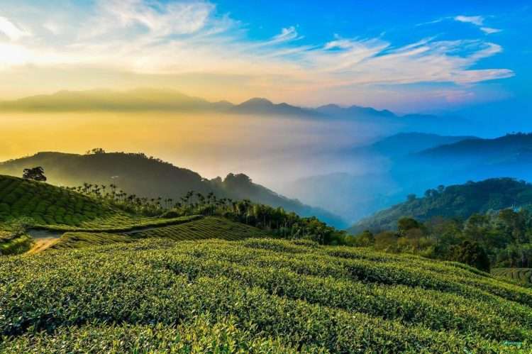 嘉義景點,梅山太平碧湖觀光茶園。(圖/IG@ i.am.jimmy_) 嘉義景點,梅山太平碧湖觀光茶園。(圖/IG@ i.am.jimmy_)