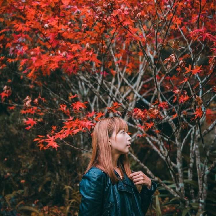 杉林溪楓葉。(圖 / IG @wenchi.tsai) 杉林溪楓葉。(圖 / IG @wenchi.tsai)