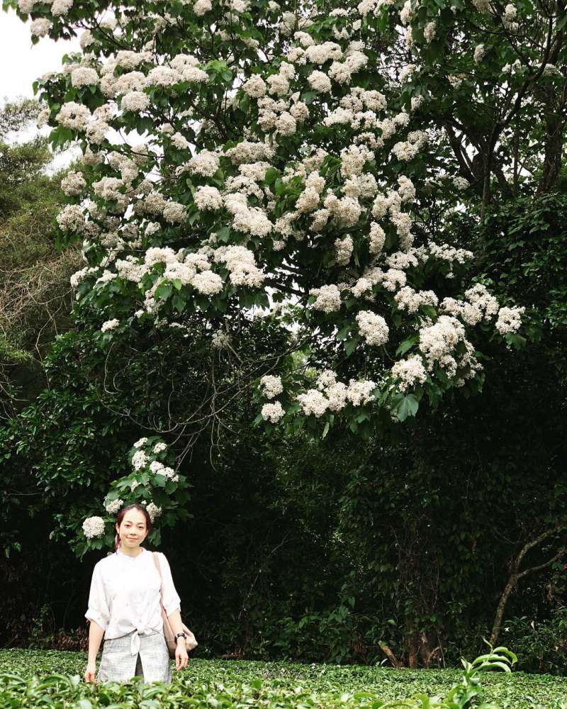 銅鑼必去景點推薦-九華山油桐花。 (圖/yanjhen, Instagram) 銅鑼必去景點推薦-九華山油桐花。 (圖/yanjhen, Instagram)