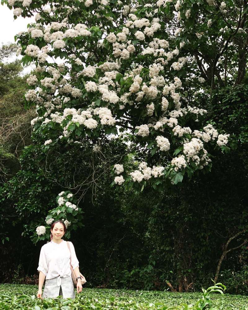 銅鑼必去景點推薦-九華山油桐花。 （圖／yanjhen, Instagram）