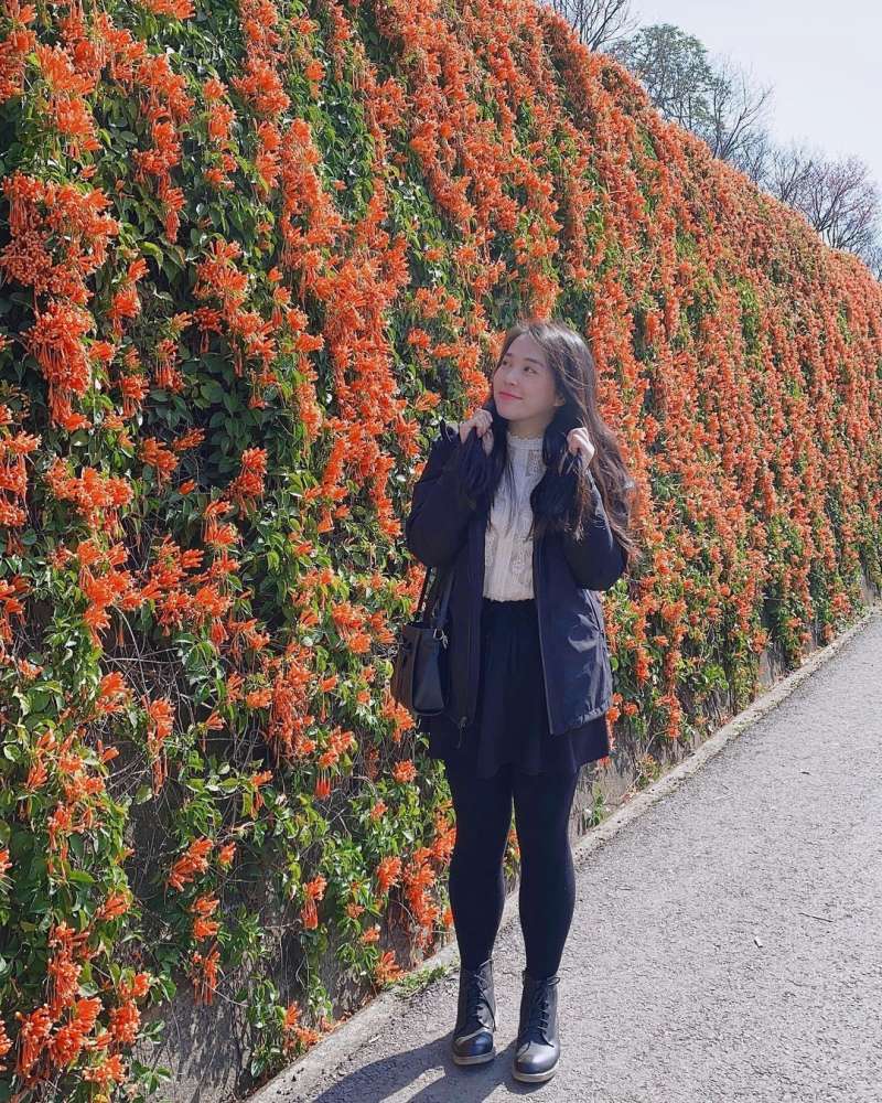 銅鑼必去景點推薦-苗栗環保公園炮仗紅。 (圖/qianqian0623, Instagram) 銅鑼必去景點推薦-苗栗環保公園炮仗紅。 (圖/qianqian0623, Instagram)