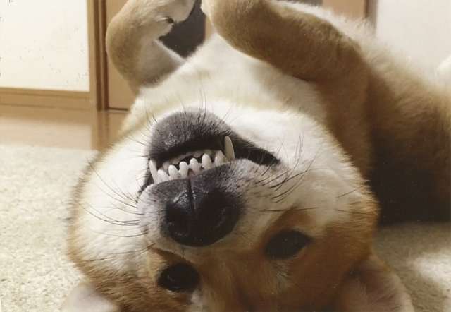 柴犬 狗(取自photoAC) 柴犬 狗(取自photoAC)