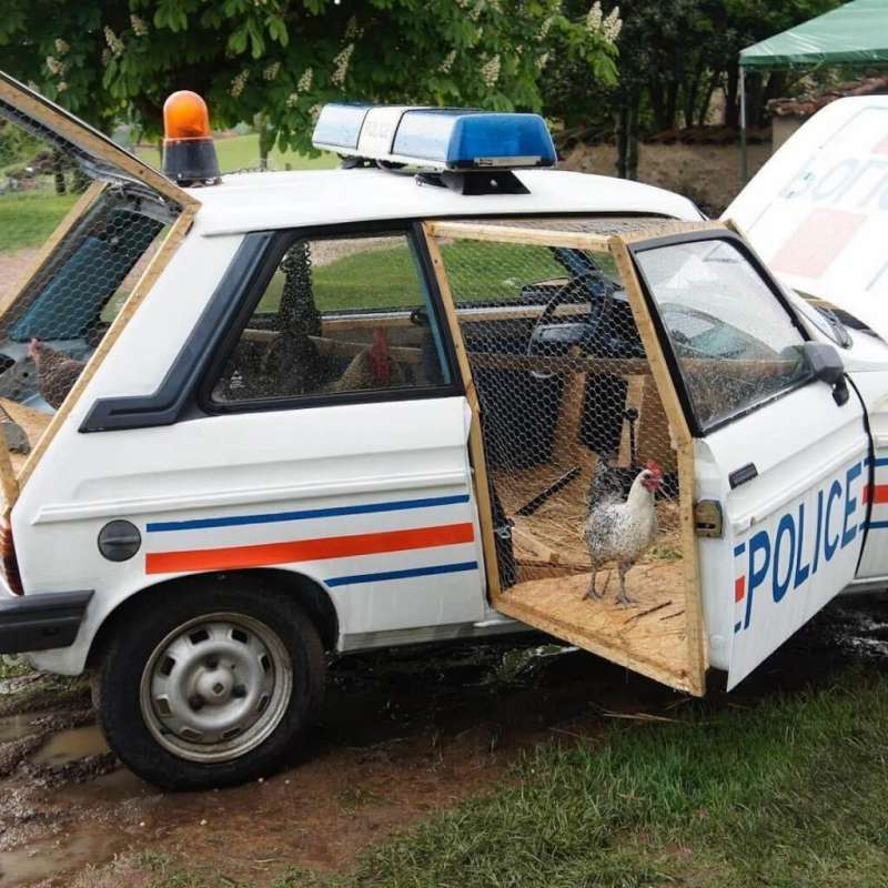 改造成雞舍的報廢警車(圖/Benedetto Bufalino) 改造成雞舍的報廢警車(圖/Benedetto Bufalino)