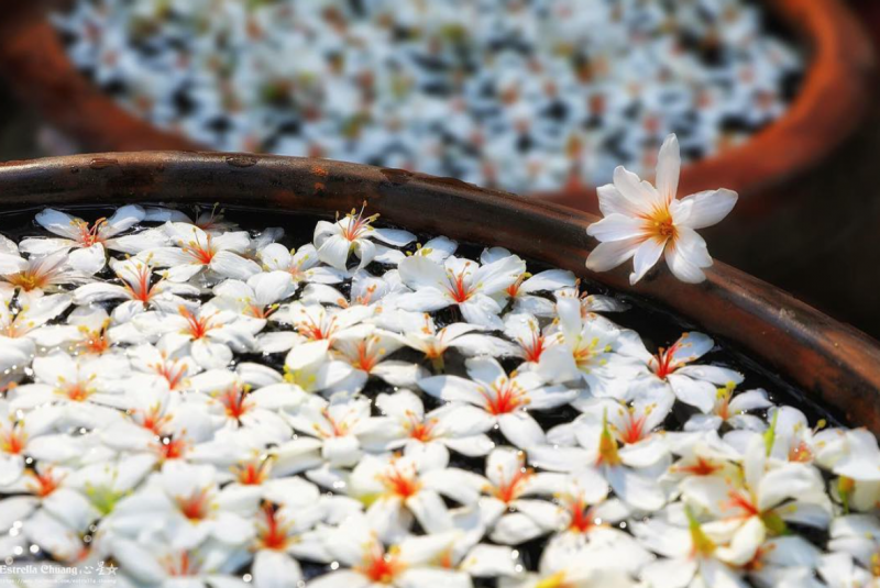 油桐花。(圖/estrella_chuang,Instagram) 油桐花。(圖/estrella_chuang,Instagram)